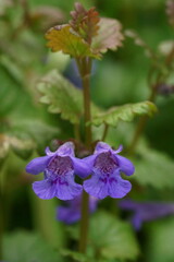 Medicinal herbs - ground-ivy, gill-over-the-ground or creeping charlie; Glechoma Hederacea
