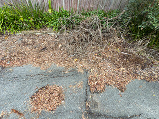 Photograph of dead brown leaves lying on the ground near green plants in a small carpark in the Blue Mountains in NSW, Australia.
