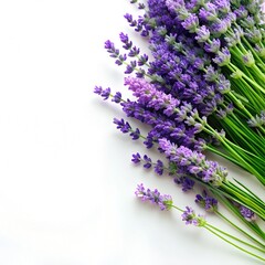 Obraz premium lavender flowers isolated on white background