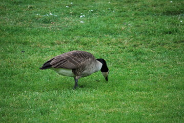 goose on the grass
