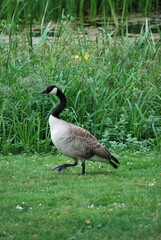 goose in profile
