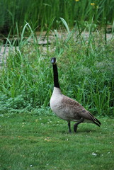 goose in profile