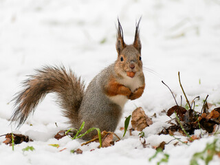 Squirrel stands on its hind legs in the snow. Wildlife
