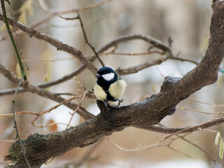 tit sitting on a branch in the forest in winter