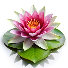 pink lotus flower