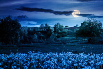 mountainous rural landscape with dandelion meadow in spring at night. scenic view with blooming weeds in the garden in full moon light with cloudy sky