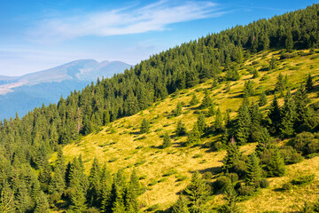 travel background of carpathian mountain landscape in summer. spruce forest on the hillside in the forenoon. picturesque scenery of rakhiv district on a sunny day