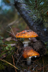 Orange Fly Agaric mushrooms (Amanita muscaria) growing in forest