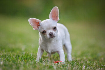 Chihuahua puppy, little dog in garden. Cute small doggy on grass. Short haired chihuahua breed.
