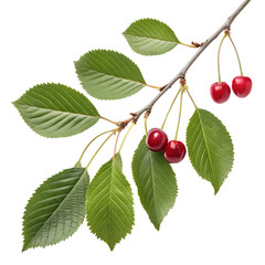 Fresh cherry branch with vibrant green leaves and ripe red cherries, isolated on a light gray background.