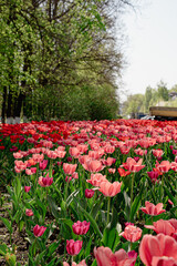 Spring blooming of tulip fields among the trees