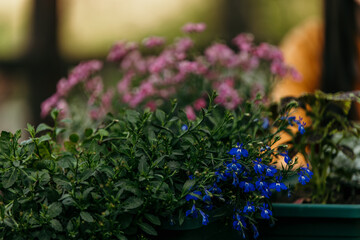 Vibrant garden with blooming blue and pink flowers