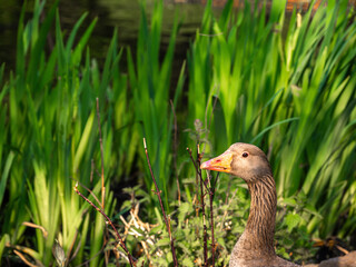 Goose by the Pond in Sunlit Grass