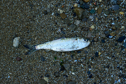 Alewife (Alosa pseudoharengus ) washed up dead on the shore of Lake Ontario in spring. This species of herring is invasive to the Great Lakes	room for text