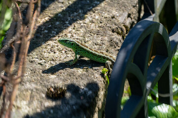 lizard on a rock © Kris9011