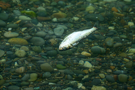 Alewife (Alosa pseudoharengus ) floating dead on shore  of Lake Ontario in spring. This species of herring is invasive to the Great Lakes.  Room for text.  Shot on the Toronto Beaches