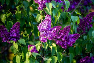 purple flowers in the garden