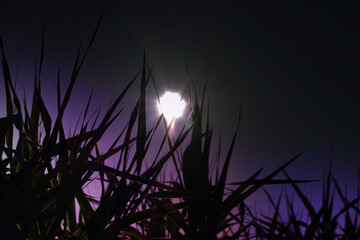 Silhouette of the sharp leaves in the dark night enlightened by light in the sky