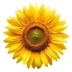 Sunflower Yellow Petals Only Yellow Colour