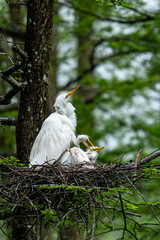 Great Egret with Chicks
Louisiana Wildlife 
