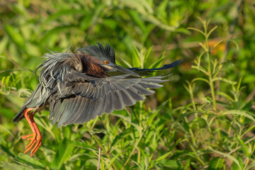 A green heron landing in a marsh