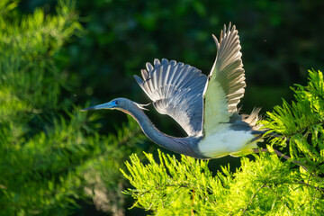 A tricolored heron flying over a marsh