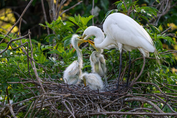 Great egret chicks in a nest