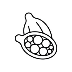 Cardamom Vector icon