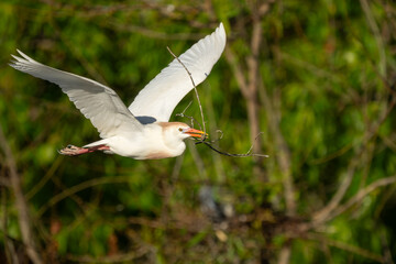 A cattle egret flying over a marsh