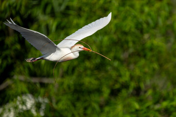 A flying cattle egret bringing nesting material to a nest