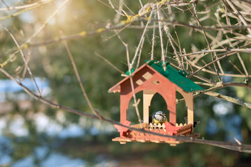 DIY bird feeder, feeding birds in winter