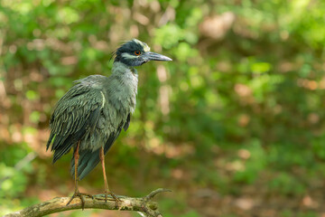 A black-crowne night heron in a wooded area