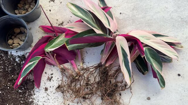 Transplanting the indoor plant Stromanta Tricolor. High quality 4k footage