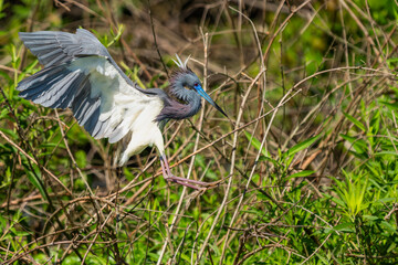 A tricolored heron flying over a marsh