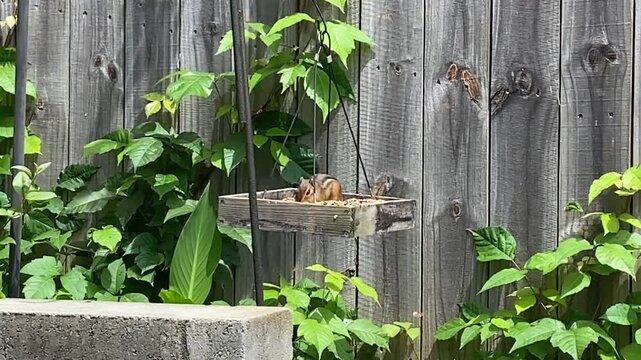 cute chipmunk eating out of bird feeder