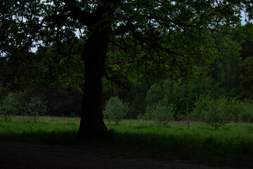 Obraz premium Beautiful of oak big green tree branches in shadow on forest and rural field landscape nature background in spring day under blue sky. Natural colors, contrast shadow and light