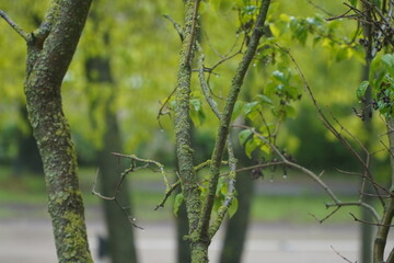 Fototapeta premium Green leaves on trees, with blured background in rainy day
