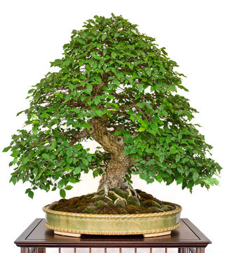 A Zelkova bonsai in Chokkan style, with a straight trunk, small serrated leaves, and smooth bark, sits in a glazed pot on a wooden table against a white background, showcasing Japanese artistry.