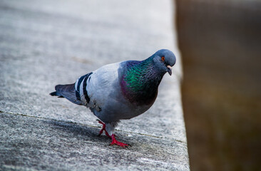 Feral pigeon (Columba livia domestica) walking on a concrete surface in an urban environment.