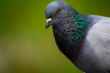 Close-up of a feral pigeon (Columba livia domestica) with iridescent feathers and blurred green...