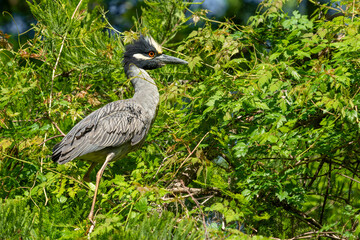 A yellow-crowned night heron perched in a tree
