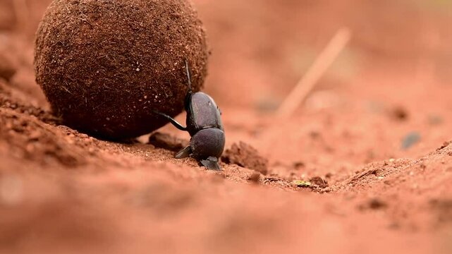 Dung Beetle