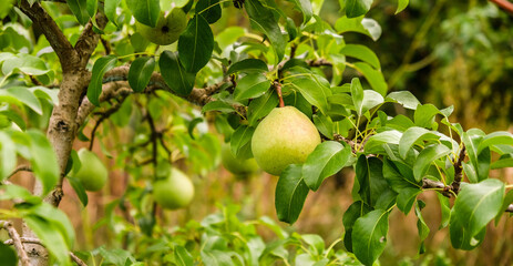 Growing organic pears in the garden. Pear season. Harvesting pears in autumn.