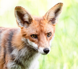 red fox portrait