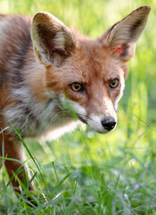 red fox in the grass