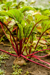 Growing organic vegetables in soil. Beets ripened in autumn in the garden. Harvesting pumpkins.