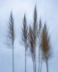 Pampas Grass in the Wind