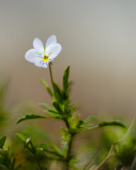 Field Pansy in Bloom