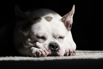 Sleeping Bulldog