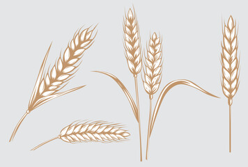 barley and wheat ear  vector hand drawn  isolated on white background